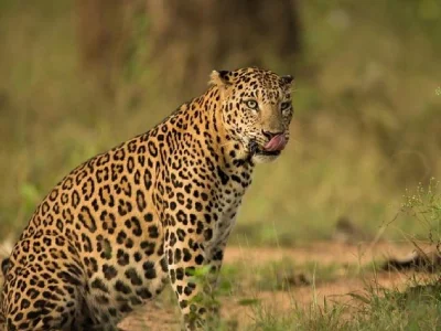 Cycling-Tour-With-Leopard-Safari